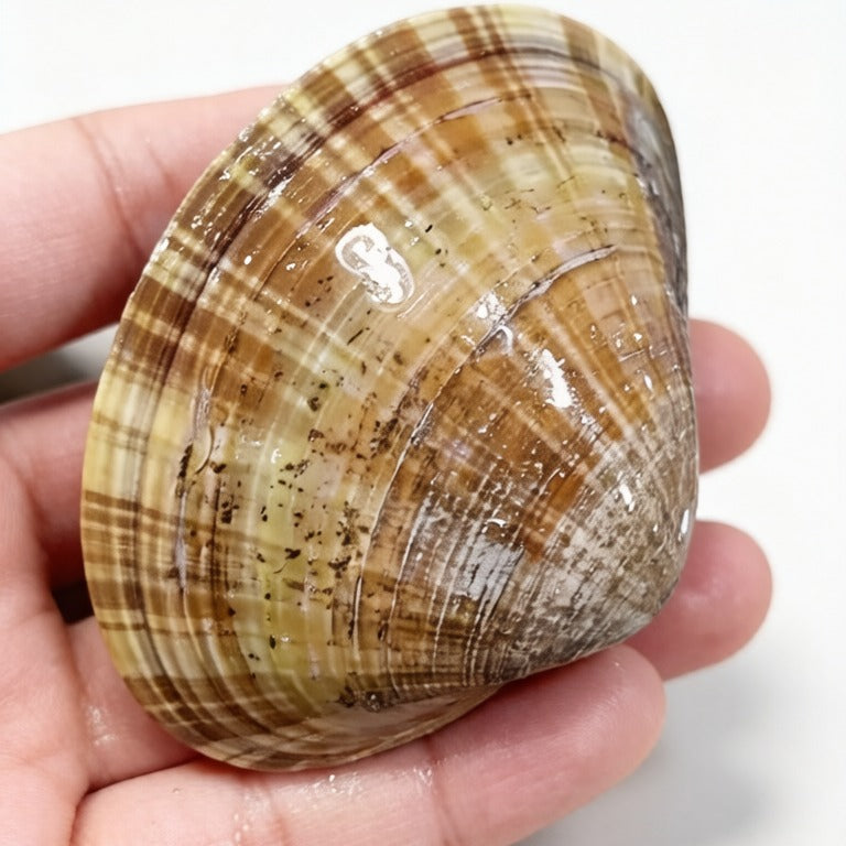 Live Fresh Clams - view 3