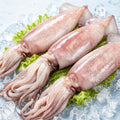Fresh Whole Squid - view 1