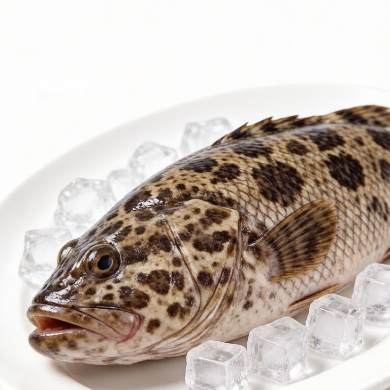 Deep-Sea Grouper - view 4