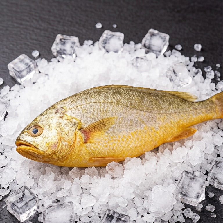 Wild Yellow Croaker - view 1